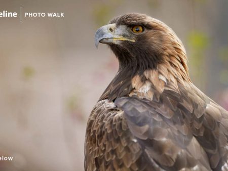 Bird Photography at Farmington Bay – April 23rd For Cheap