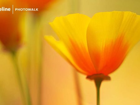 Macro Photography at Red Butte Garden – June 4th Fashion