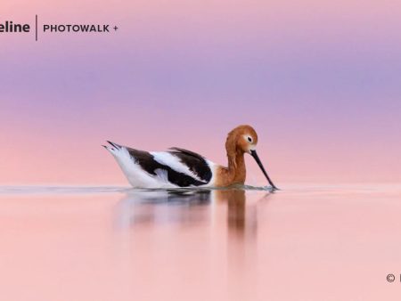 Bird Photography at Farmington Bay – April 27th, 2024 (evening session) Discount