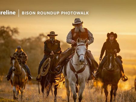 Bison Roundup at Antelope Island State Park - Oct 26th, 2024 Supply