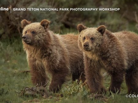 Capture The Wild  in Grand Teton National Park – June 6-9th, 2024 on Sale