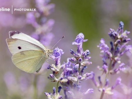 Macro Photography at Conservation Gardens – Sat, June 10th 2023 Fashion