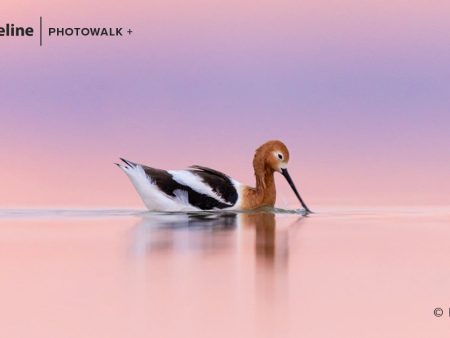 Bird Photography at Farmington Bay – Saturday, Apr 29th 2023 Online Sale